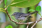 Plumbeous Warbler